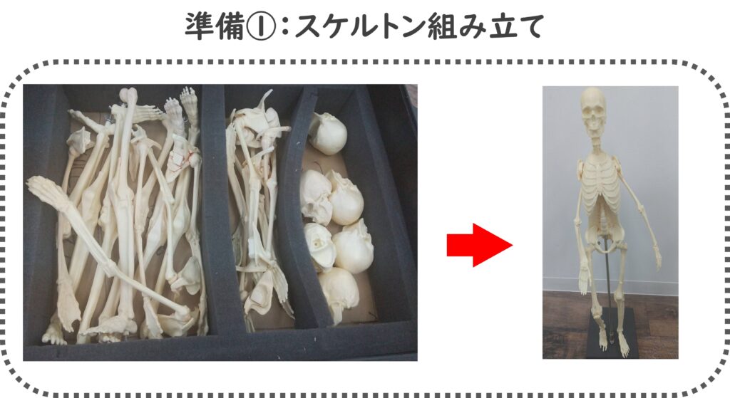 【口コミ】老舗ピラティス学校バランスドボディの3D解剖学を徹底取材